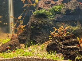 20G Ecosystem dirted offshoot from 40G thread
