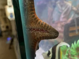 C. C. Starfish tube feet turning white
