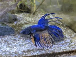 VOTE NOW: June 2025 Fish of the Month Contest(Bettas)
