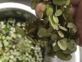 Salvinia from pond