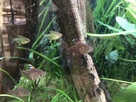 Badger's 150g Rio Negro/Orinoco Flooded Rain Forest