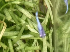 Rice fish