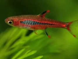 Best Photography Of Your Fish