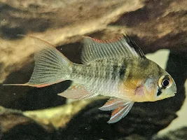Bolivian Ram: Sexing and School Size