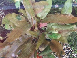 New Plants Id