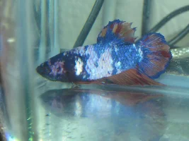 My betta has a weird growth on its scales