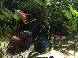Try for the "blackwater" look