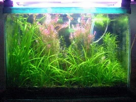 my tank has gone wild!