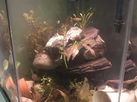 The plants came and I got/found another tank....!