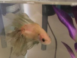 How Does He Look?