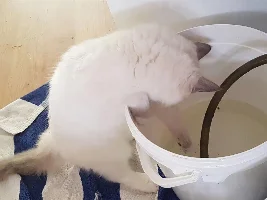 Guess who else loves water changes