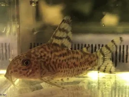 Four new Corydoradinae species described