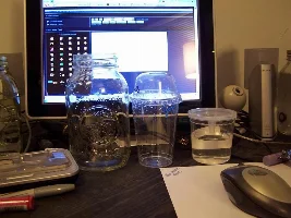Bettas over cichlids.
