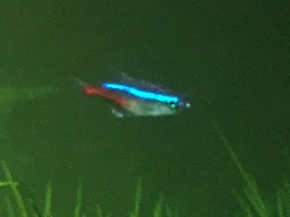White Spot Under Mouth of Tetras
