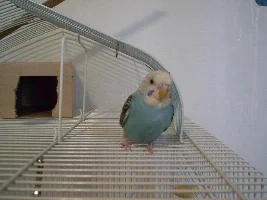 I have parakeets!
