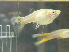 Lyretail Pregnant Guppy