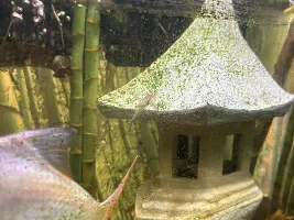 The Pagodas are starting to get seasoned in my Asian Hillstream tank…