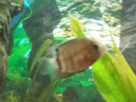 Want opinions on Severum Identification
