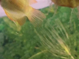 I need help sexing my honey gourami