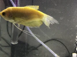 Gourami with possible fin rot i dont know what to do! Help!