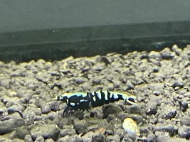 5 gallon Fluval Spec V