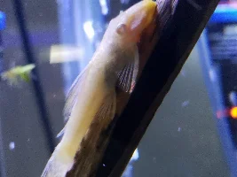 Pleco has redness on edge of fin