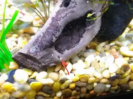 What kind of snail is this?