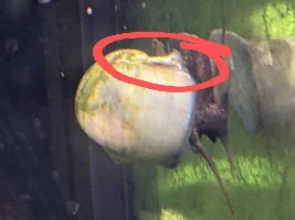 Harold's Cleft Shell