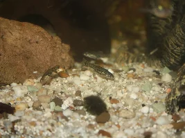Butterfly splitfins