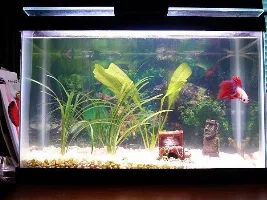 Evolution of my 2.5 mini tank....