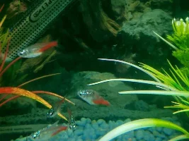 neon tetra help