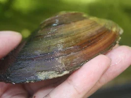 Freshwater mussels