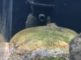 Wave maker for 90cm/3ft tank