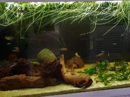 Stressed fish