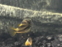 Pea puffer (dwarf puffer) male or female??