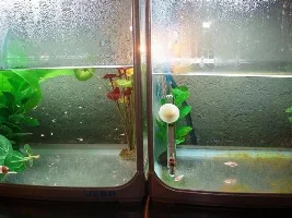 Baby Betta Pics