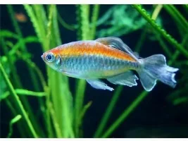 That one species of fish!!