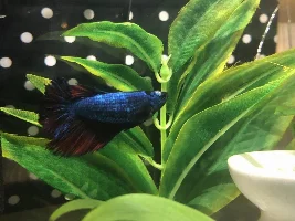 White Growth on Betta - EMERGENCY - unsure of what it is