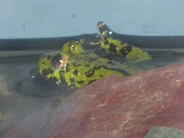 So much for turtles
