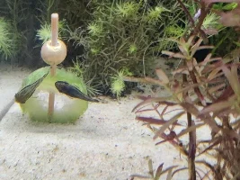 Rebuilding an old abandoned 29g