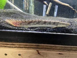 An Illustrated Article to the Bichir - Folio #1
