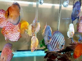 Recent Acquisitions From Discus.com (WARNING: Picture Heavy)