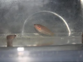 Hongkong paradise fish
