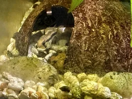 Update on Big Red and Mohawk Jr.