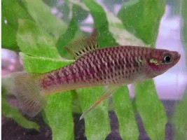Advice On What To Get?