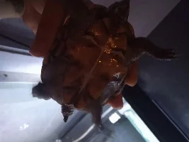 Razorback musk turtle help sexting please.