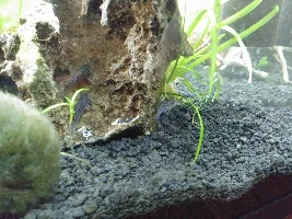 55 gal in progress planted tank.