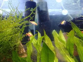 20 gal barb tank. Newly planted