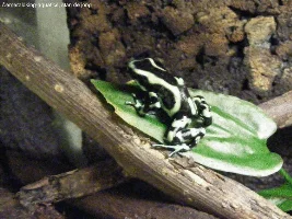 Terrarium Stocking