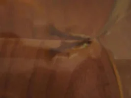 Is My Guppy Sick!?